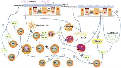 Recent advances in understanding the effects of T lymphocytes on mucosal barrier function in allergic rhinitis